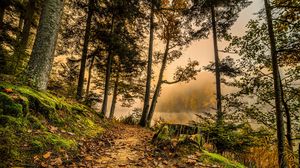 Preview wallpaper forest, trail, trees, grass, hdr