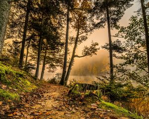 Preview wallpaper forest, trail, trees, grass, hdr