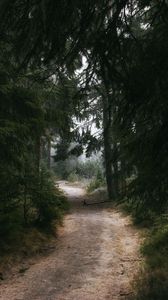 Preview wallpaper forest, trail, trees, nature, dark