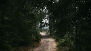 Preview wallpaper forest, trail, trees, nature, dark