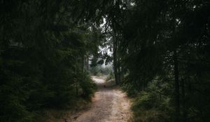 Preview wallpaper forest, trail, trees, nature, dark