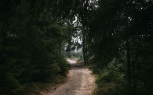 Preview wallpaper forest, trail, trees, nature, dark