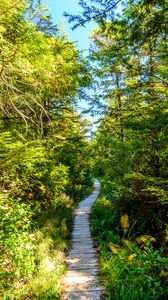 Preview wallpaper forest, trail, trees, grass, light, nature