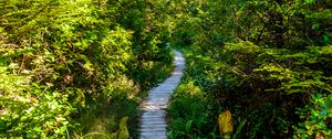 Preview wallpaper forest, trail, trees, grass, light, nature