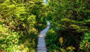 Preview wallpaper forest, trail, trees, grass, light, nature