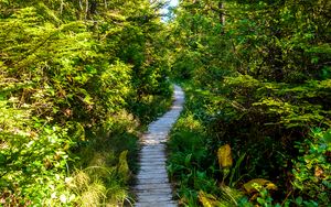 Preview wallpaper forest, trail, trees, grass, light, nature