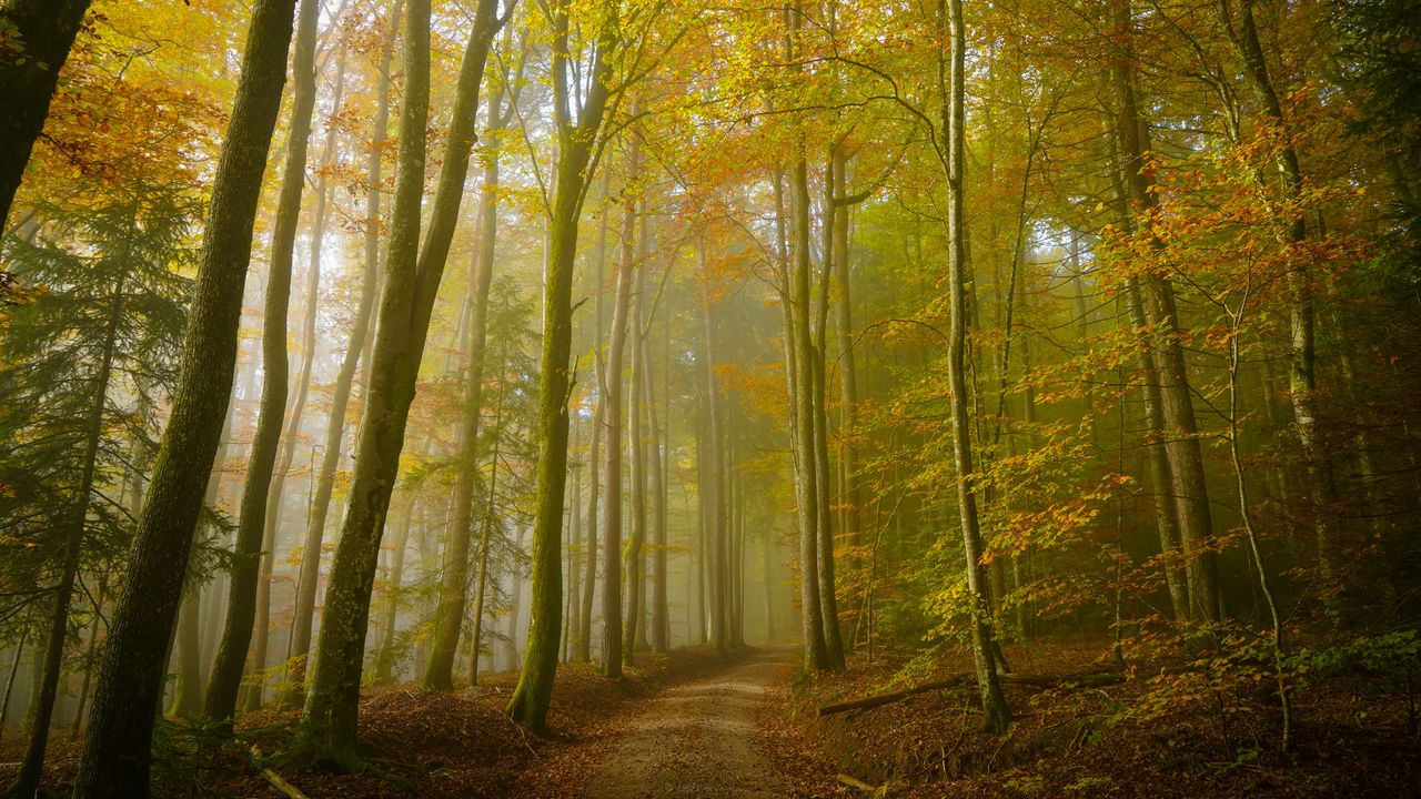 Wallpaper forest, trail, trees, fog, nature