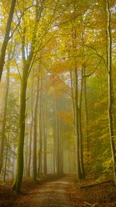 Preview wallpaper forest, trail, trees, fog, nature