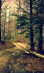Preview wallpaper forest, trail, trees, summer