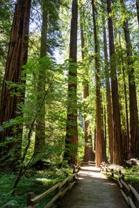 Preview wallpaper forest, trail, trees, wooden, reserve