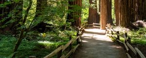 Preview wallpaper forest, trail, trees, wooden, reserve