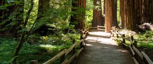 Preview wallpaper forest, trail, trees, wooden, reserve