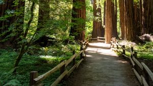 Preview wallpaper forest, trail, trees, wooden, reserve