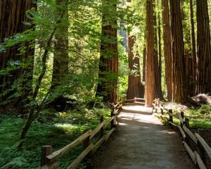 Preview wallpaper forest, trail, trees, wooden, reserve