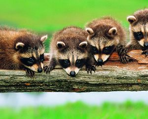 Preview wallpaper forest, tree, branch, family, raccoons