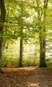 Preview wallpaper forest, tree, sunlight, leaves