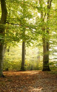 Preview wallpaper forest, tree, sunlight, leaves