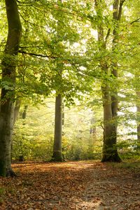 Preview wallpaper forest, tree, sunlight, leaves