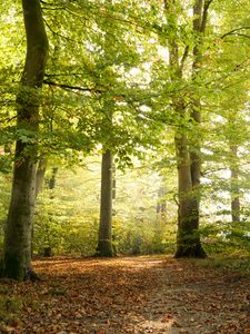Preview wallpaper forest, tree, sunlight, leaves