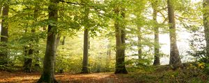 Preview wallpaper forest, tree, sunlight, leaves