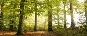 Preview wallpaper forest, tree, sunlight, leaves