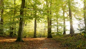 Preview wallpaper forest, tree, sunlight, leaves