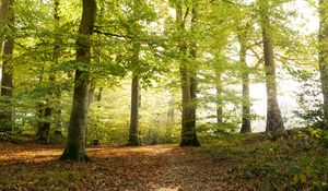 Preview wallpaper forest, tree, sunlight, leaves