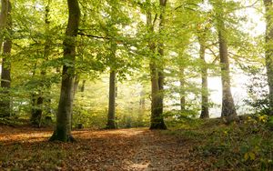 Preview wallpaper forest, tree, sunlight, leaves