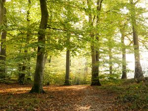 Preview wallpaper forest, tree, sunlight, leaves