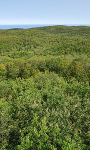 Preview wallpaper forest, trees, aerial view, nature, landscape