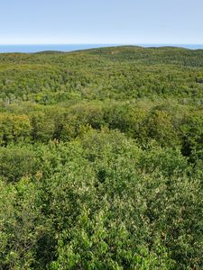 Preview wallpaper forest, trees, aerial view, nature, landscape