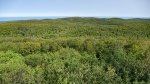 Preview wallpaper forest, trees, aerial view, nature, landscape