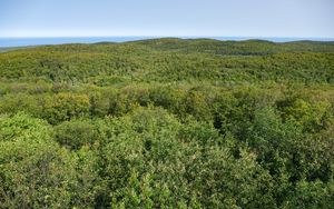 Preview wallpaper forest, trees, aerial view, nature, landscape