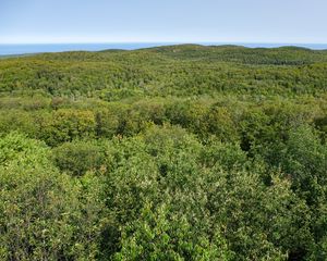 Preview wallpaper forest, trees, aerial view, nature, landscape