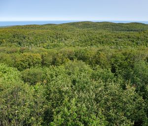 Preview wallpaper forest, trees, aerial view, nature, landscape