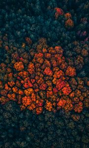 Preview wallpaper forest, trees, aerial view, autumn, autumn colors, bright