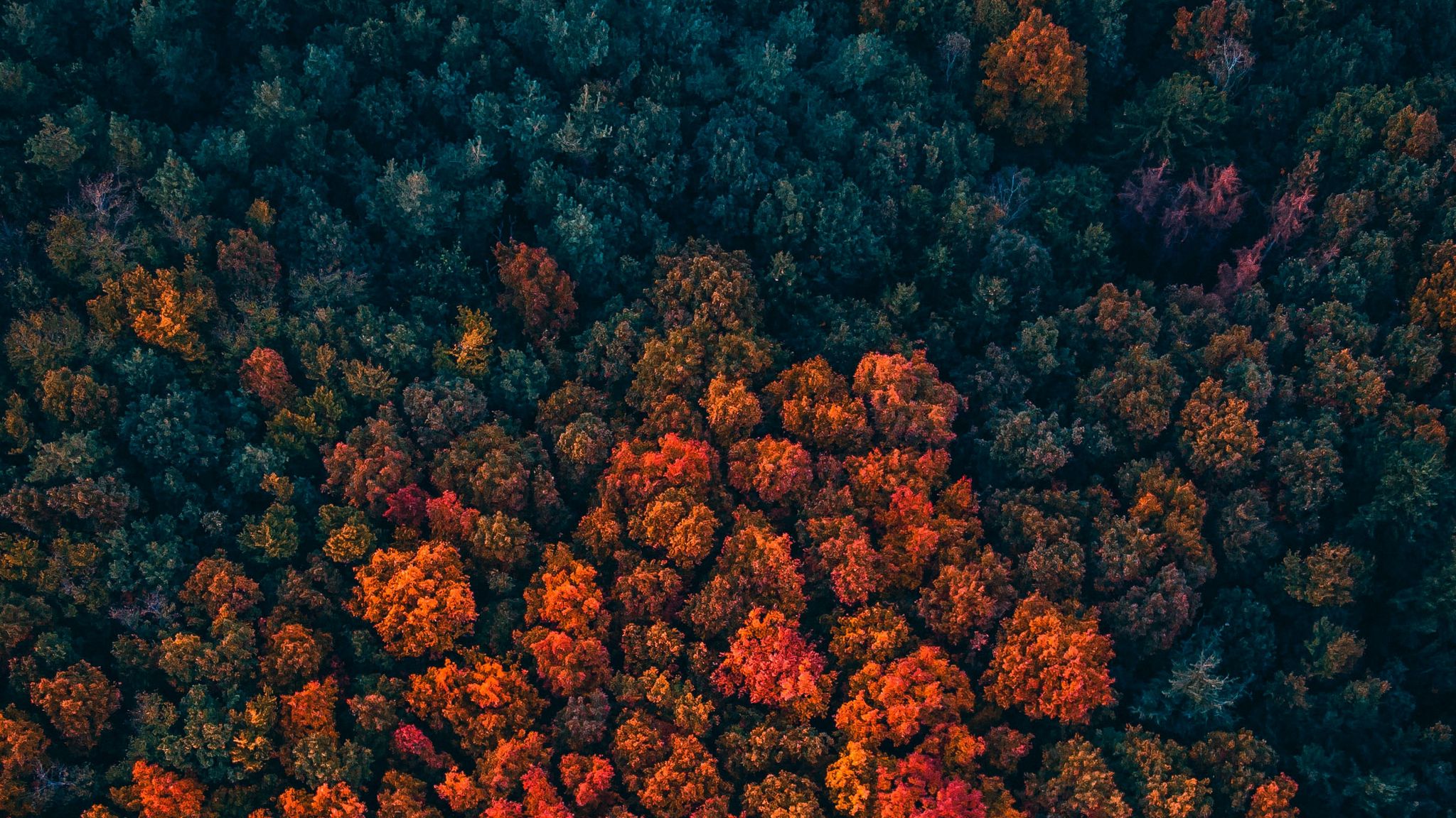 Download wallpaper 2048x1152 forest, trees, aerial view, autumn, autumn