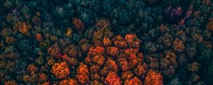 Preview wallpaper forest, trees, aerial view, autumn, autumn colors, bright