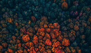 Preview wallpaper forest, trees, aerial view, autumn, autumn colors, bright