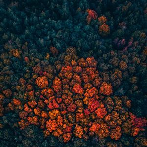 Preview wallpaper forest, trees, aerial view, autumn, autumn colors, bright