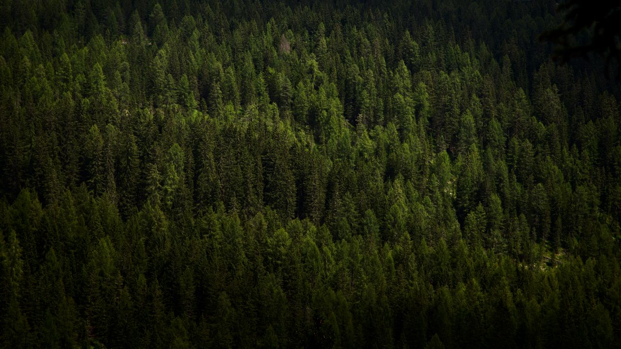 Wallpaper forest, trees, aerial view, green, vegetation, dark