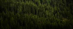 Preview wallpaper forest, trees, aerial view, green, vegetation, dark