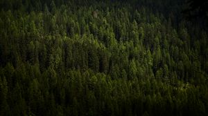 Preview wallpaper forest, trees, aerial view, green, vegetation, dark