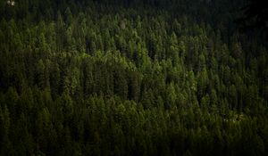 Preview wallpaper forest, trees, aerial view, green, vegetation, dark