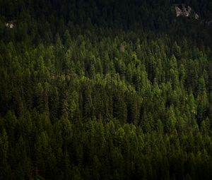 Preview wallpaper forest, trees, aerial view, green, vegetation, dark