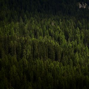 Preview wallpaper forest, trees, aerial view, green, vegetation, dark