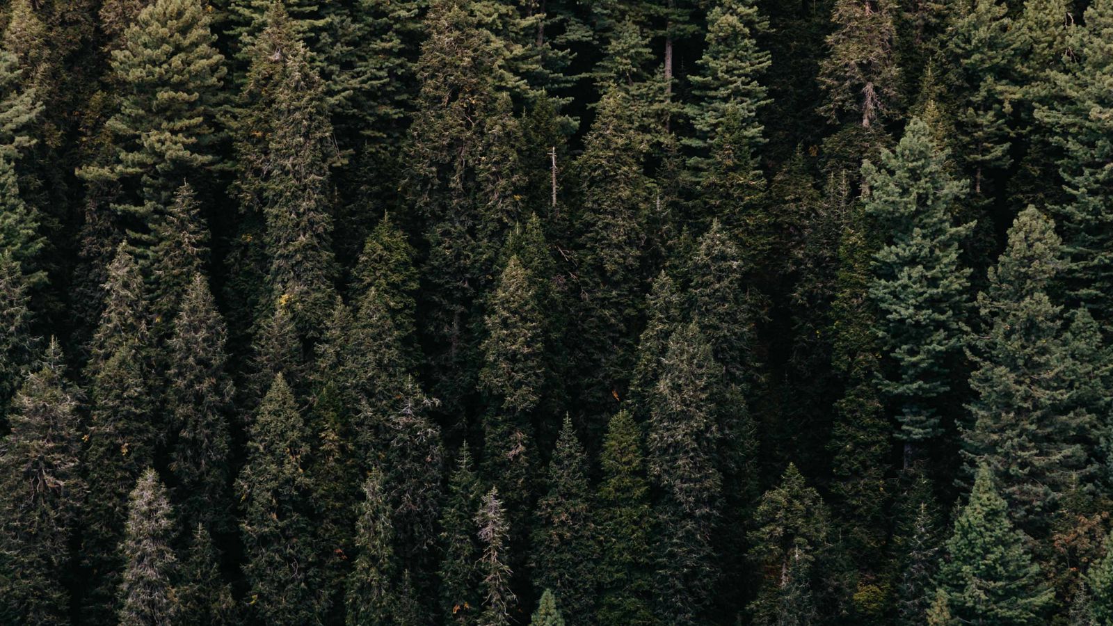 Download wallpaper 1600x900 forest, trees, aerial view, green ...