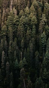 Preview wallpaper forest, trees, aerial view, green, vegetation