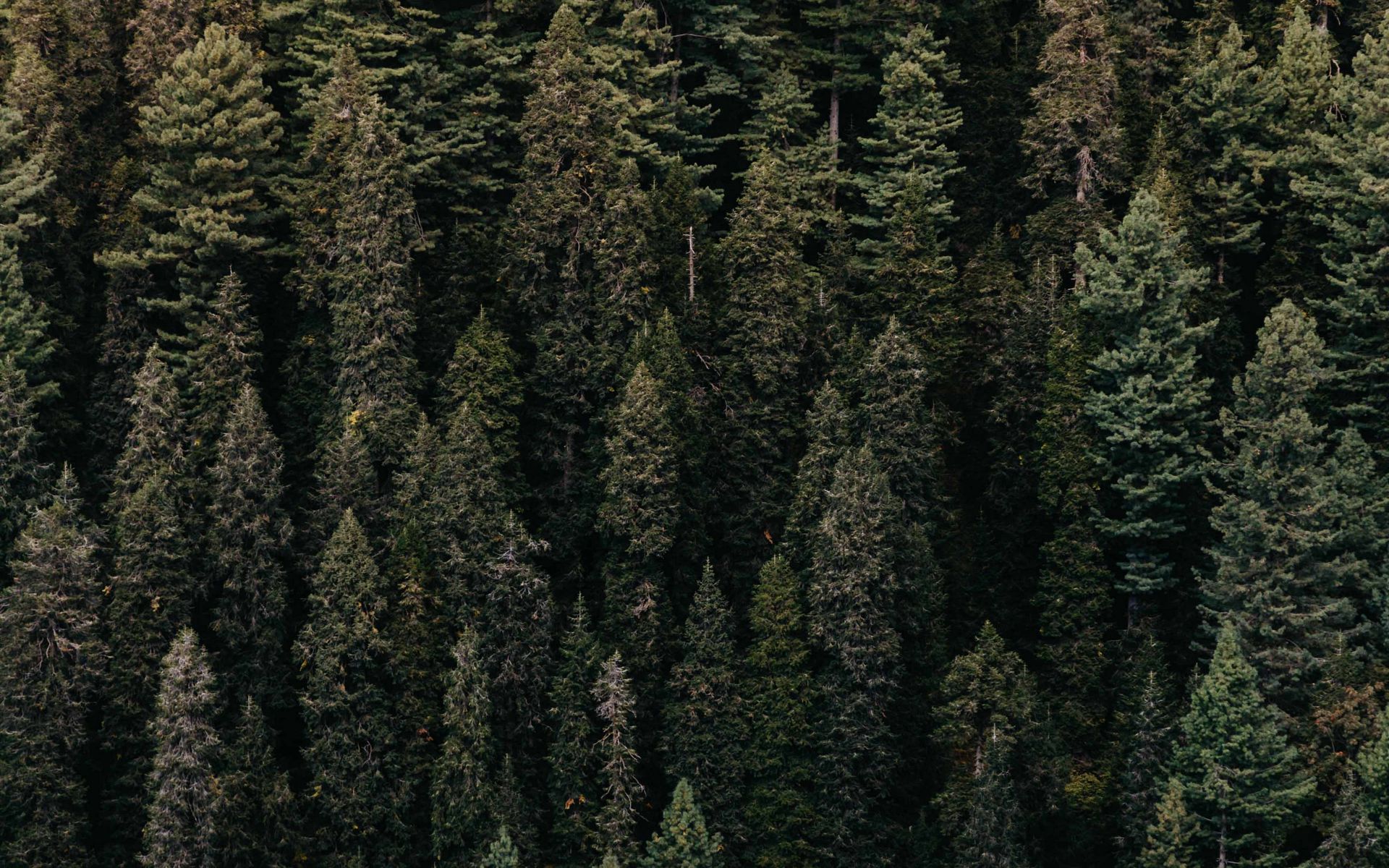 Download wallpaper 1920x1200 forest, trees, aerial view, green ...