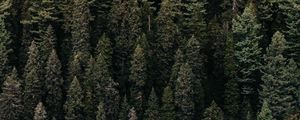 Preview wallpaper forest, trees, aerial view, green, vegetation